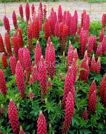 Lupinus 'The Pages' geen maat specificatie 0,55L/P9cm - afbeelding 1