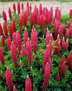 Lupinus 'The Pages' geen maat specificatie 0,55L/P9cm