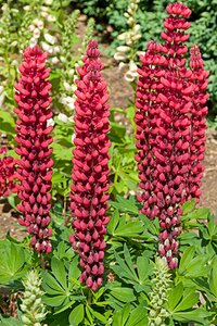 Lupinus 'The Pages' geen maat specificatie 0,55L/P9cm - afbeelding 2