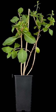 Lycium barbarum 150-175 cm draadkluit struik - afbeelding 2