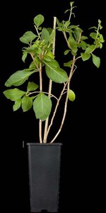 Lycium barbarum 150-175 cm WRB bushes - image 2