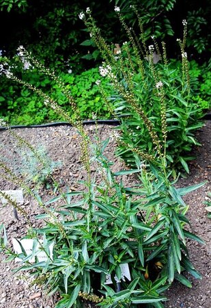 Lysimachia ephemerum geen maat specificatie 0,55L/P9cm