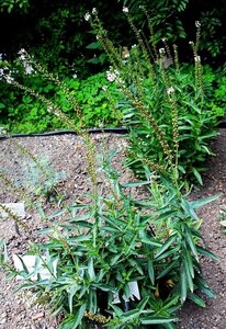 Lysimachia ephemerum geen maat specificatie 0,55L/P9cm