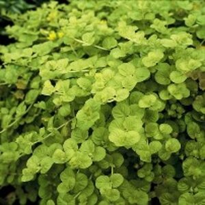 Lysimachia numm. 'Aurea' geen maat specificatie 0,55L/P9cm - afbeelding 4