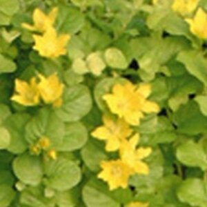 Lysimachia numm. 'Aurea' geen maat specificatie 0,55L/P9cm - afbeelding 5