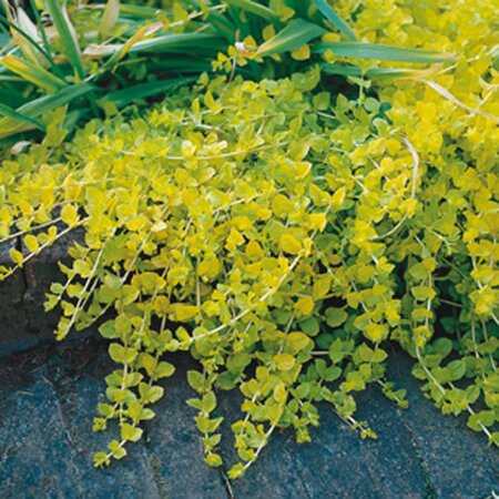 Lysimachia numm. 'Aurea' geen maat specificatie 0,55L/P9cm - afbeelding 6