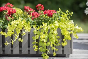 Lysimachia numm. 'Aurea' geen maat specificatie 0,55L/P9cm