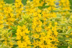 Lysimachia punctata 'Alexander' geen maat specificatie cont. 2,0L