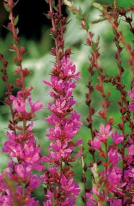Lythrum virgatum 'Dropmore Purple' geen maat specificatie 0,55L/P9cm - afbeelding 2