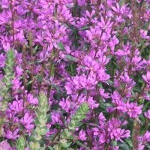 Lythrum virgatum 'Dropmore Purple' geen maat specificatie 0,55L/P9cm - afbeelding 3