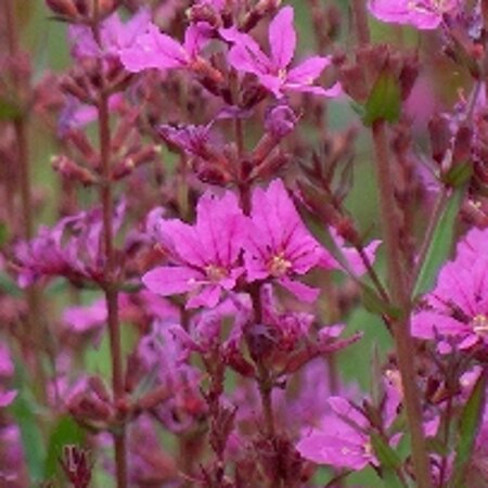 Lythrum virgatum 'Dropmore Purple' geen maat specificatie 0,55L/P9cm - afbeelding 4