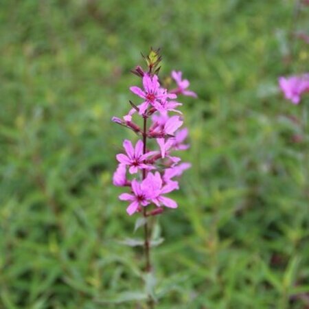 Lythrum virgatum 'Dropmore Purple' geen maat specificatie 0,55L/P9cm - afbeelding 5