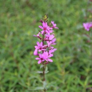Lythrum virgatum 'Dropmore Purple' geen maat specificatie 0,55L/P9cm - afbeelding 5