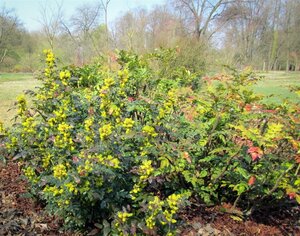Mahonia aq. 'Apollo' 20-30 cm cont. 3,0L - afbeelding 3