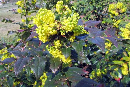 Mahonia aq. 'Apollo' 30-40 cm container - afbeelding 1