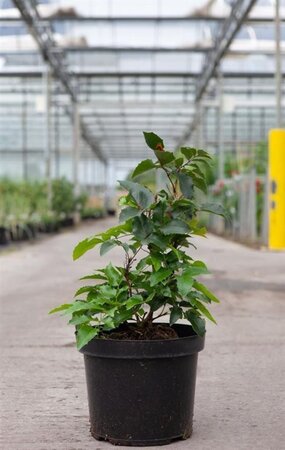 Mahonia aq. 'Apollo' 40-50 cm cont. 7,5L