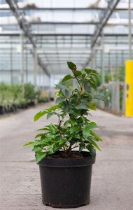 Mahonia aq. 'Apollo' 40-50 cm cont. 7,5L