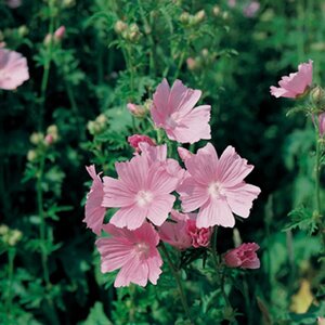 Malva alcea 'Fastigiata' geen maat specificatie 0,55L/P9cm