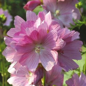 Malva alcea 'Fastigiata' geen maat specificatie 0,55L/P9cm - afbeelding 2