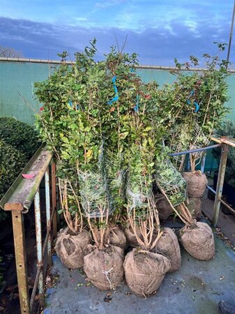 Mahonia aquifolium 100-125 cm met kluit - afbeelding 7