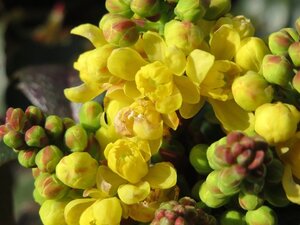 Mahonia aquifolium 80-100 cm met kluit - afbeelding 3