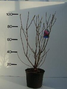 Magnolia 'Betty' 60-80 cm cont. 7,5L