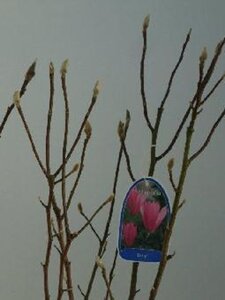 Magnolia 'Betty' 60-80 cm cont. 7,5L - afbeelding 2