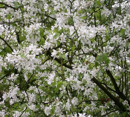 Malus baccata 'Street Parade' 10-12 Hoogstam wortelgoed