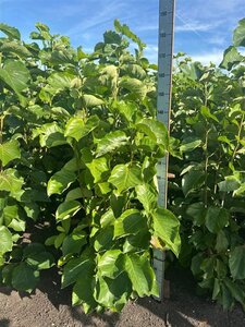 Magnolia brookl. 'Yellow Bird' 125-150 cm met kluit