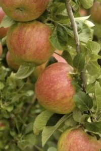 Malus d. 'Alkmene' 10-12 Halfstam wortelgoed