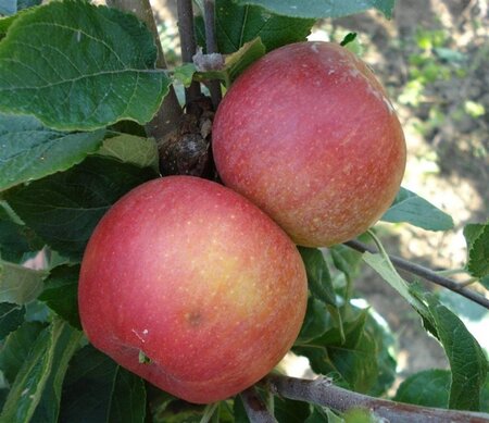 Malus d. 'Alkmene' 10-12 Hoogstam wortelgoed - afbeelding 1