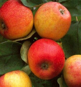 Malus d. 'Alkmene' 10-12 Hoogstam wortelgoed - afbeelding 2