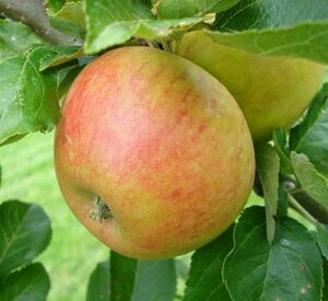 Malus d. 'Alkmene' 10-12 Hoogstam wortelgoed - afbeelding 3