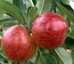 Malus d. 'Alkmene' 6-8 Hoogstam wortelgoed