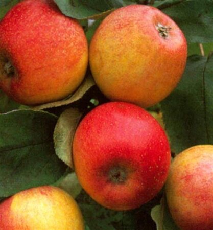 Malus d. 'Alkmene' 8-10 Hoogstam wortelgoed - afbeelding 2