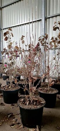 Magnolia 'Daphne' 125-150 cm cont. 20L