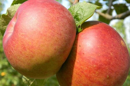 Malus d. 'Brabant Bellefleur' 12-14 Hoogstam wortelgoed 2 X verplant