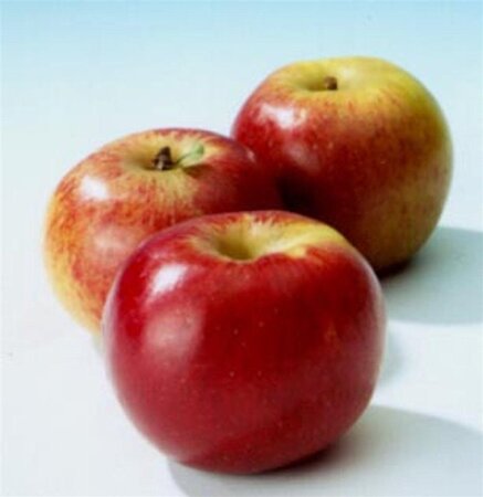 Malus d. 'Brabant Bellefleur' 6-8 Hoogstam wortelgoed - afbeelding 3