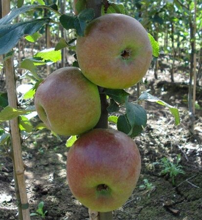 Malus d. 'Brabant Bellefleur' 6-8 Hoogstam wortelgoed - afbeelding 4