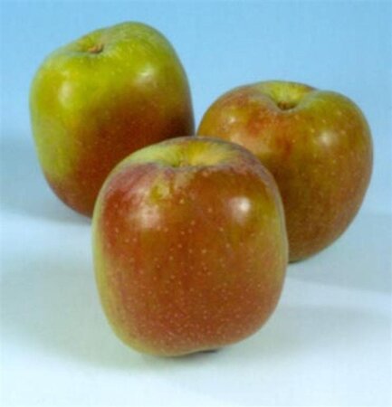 Malus d. 'Benoni' 10-12 Hoogstam wortelgoed - afbeelding 2