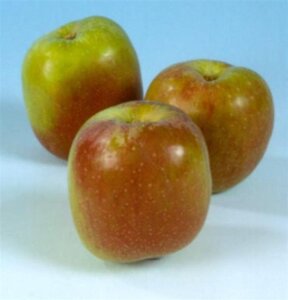 Malus d. 'Benoni' 10-12 Hoogstam wortelgoed - afbeelding 3