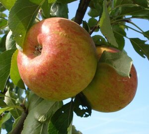 Malus d. 'Benoni' 2jr. A kwal. wortelgoed struik