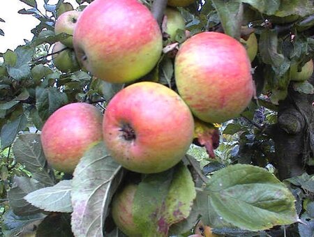 Malus d. 'Berglander' 6-8 Halfstam wortelgoed