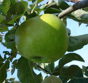 Malus d. 'Bramley's Seedling' 10-12 Hoogstam wortelgoed - afbeelding 3