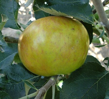 Malus d. 'Bramley's Seedling' 10-12 Hoogstam wortelgoed - afbeelding 4