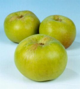 Malus d. 'Bramley's Seedling' 8-10 Hoogstam wortelgoed - afbeelding 5