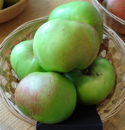 Malus d. 'Bramley's Seedling' 8-10 Hoogstam wortelgoed - afbeelding 6