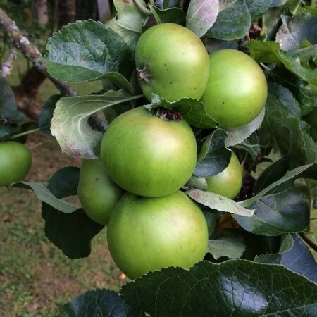 Malus d. 'Bramley's Seedling' 8-10 Hoogstam wortelgoed - afbeelding 2