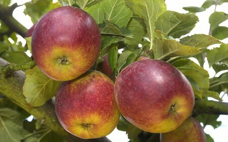 Malus d. 'Colapuy' = 'Colapuits' 2jr. A kwal. wortelgoed struik