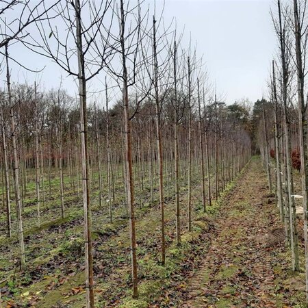Malus d. 'Cox's Orange Pippin' 10-12 Hoogstam draadkluit - afbeelding 6